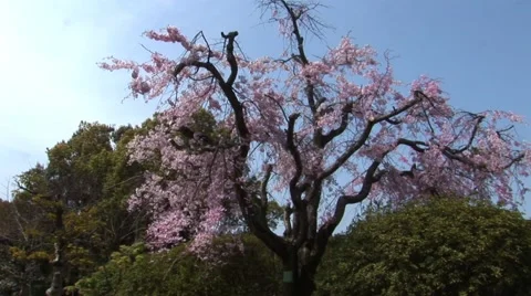 Japans Cherry Blossoms Tree Video stock 41023207