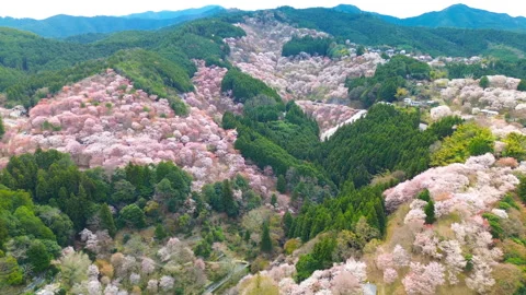 Japan's largest cherry blossom, Mt. Yoshino in full bloom. Aerial zoom in Stock Footage 316389765