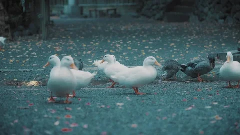 【Japan】Zoom in_Ducks and ducks in the shrine grounds Stock Footage 295977341