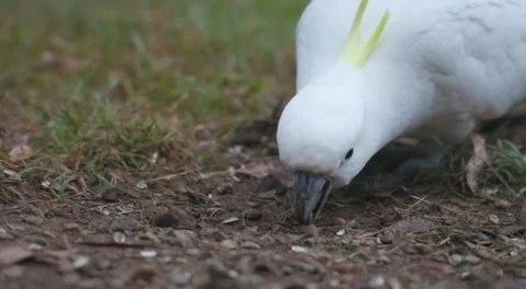 Japati bird Stock Footage 242372827