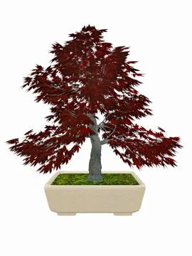 Japenese maple tree bonsai - 3D render Stock Illustration