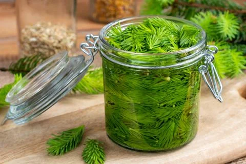 A jar filled with young spruce tips and alcohol, to prepare tincture for musc Foto stock