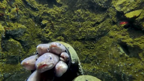 A jar full of sea eels Stock Footage 247192463