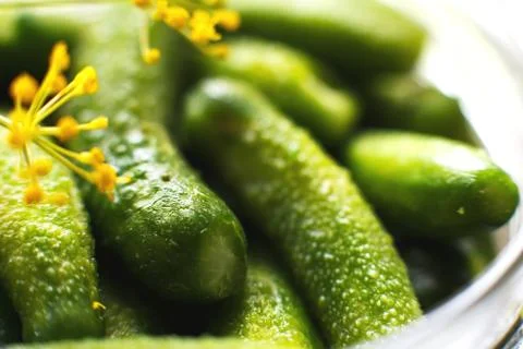Jar with pickled cucumbers on a white background. gherkins cucumbers top view 写真素材