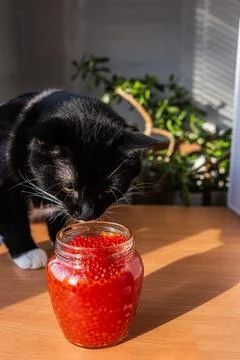 A jar of red caviar on the table with cat Stock Photos