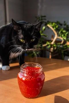 A jar of red caviar on the table with cat Stock Photos