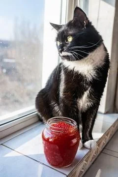 A jar of red caviar on the table with cat Stock Photos