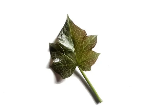 Jarak leaf or Physic nut and usually called castor bean isolated in white Photos