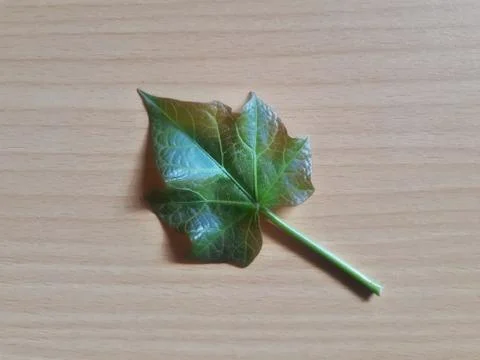 Jarak leaf or Physic nut and usually called castor bean isolated in brown wooden Фото