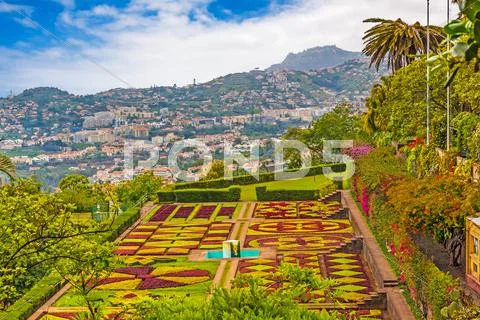Jardim botanico, funchal Stock Photos