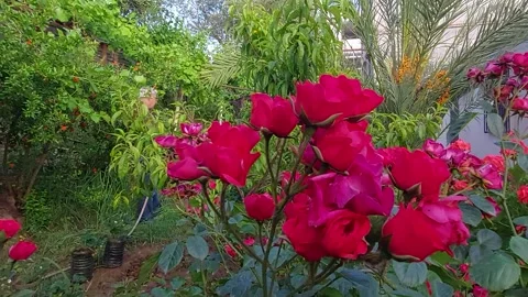 Jardin fleur rose Stock Footage 155902260
