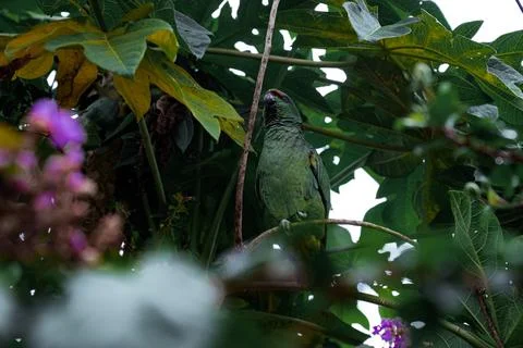 Jardine's parrot Stock Photos