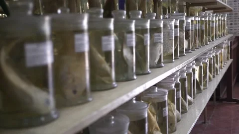 Jars with animal specimens in the laboratory Stock Footage 235404467