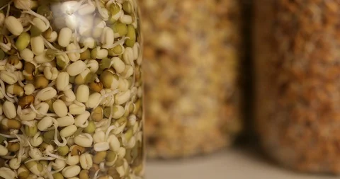 Jars With Sprouts of Mung Beans and Lentils and Wheat Stock Footage 104783639