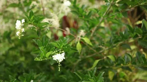 Jasmin flower blowing in the wind 動画素材 10822995