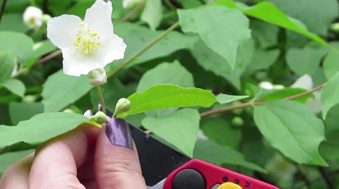 Jasmin flower cut Stock Footage 51170371
