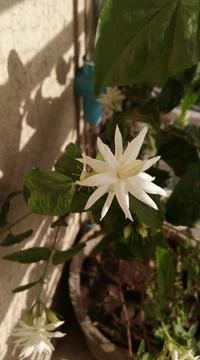 Jasmin flower with selective focus background. Stock Photos