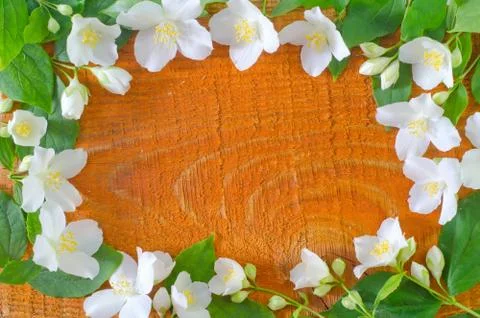 Jasmin Stock Photos