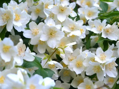 Jasmin, wedding surface background. Spring blossom background. White jasmine. Foto stock