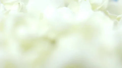 Jasmine 01 Stock Footage 79906732