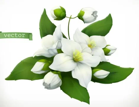 Jasmine. 3d realistic vector icon Stock Illustration