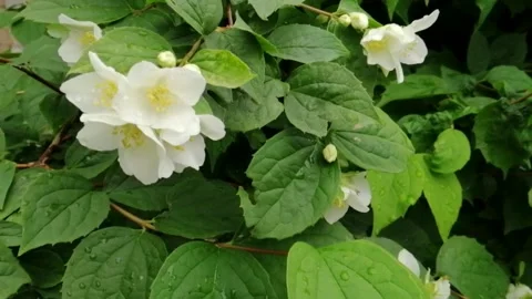 Jasmine and raindrops Stock Footage 131049951