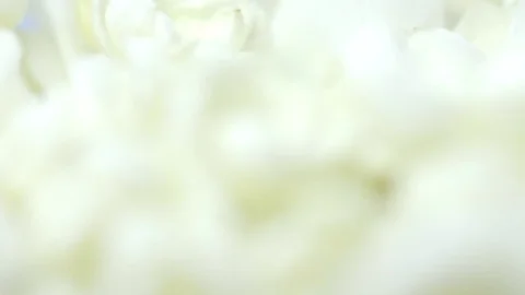 Jasmine background Stock Footage 79906657