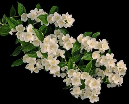Jasmine on black background Stock Photos