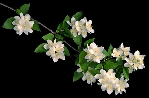 Jasmine on black background Stock Photos