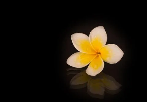 Jasmine on Black Stock Photos