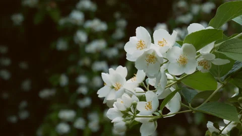 Jasmine blooms in the park Stock Footage 101091340
