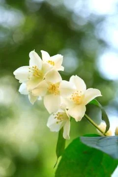Jasmine blossoming Stock Photos