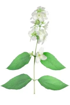 Jasmine branch Stock Photos