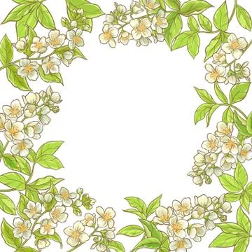 Jasmine branch vector frame Stock Illustration