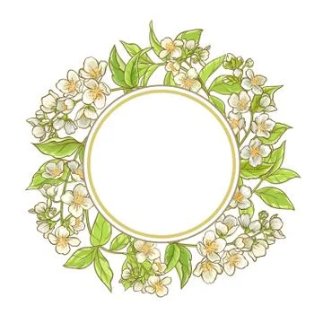 Jasmine branch vector frame Stock Illustration