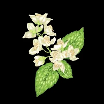 Jasmine branch vector graphic illustration on the black background with flowe Stock-Illustration