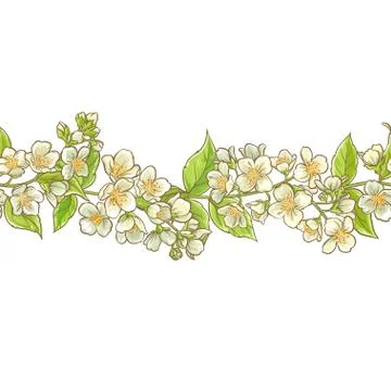 Jasmine branch vector pattern Stock-Illustration