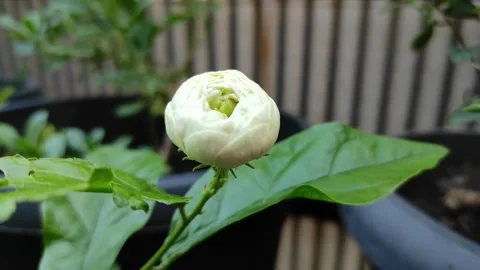 Jasmine bud Stock Footage 316579085