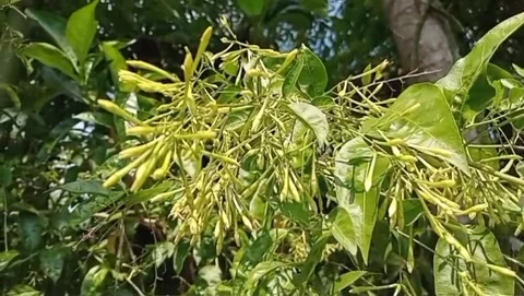 Jasmine buds hang from the branches. 库存影片 334619753