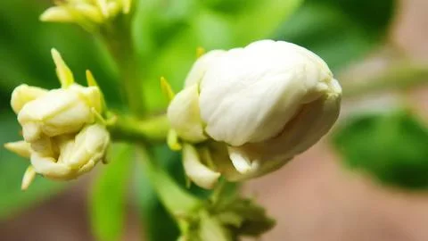 Jasmine buds Stock Photos