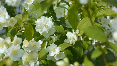 Jasmine bush close-up. Stock-Footage 172064237