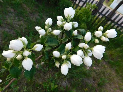 Jasmine bushes Stock Photos