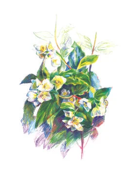 Jasmine colored pencils Stock Illustration