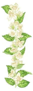 Jasmine decor element in vertical branch with flowers and leaves Stock Illustration