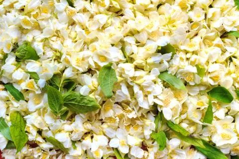 Jasmine flower background Stock Photos
