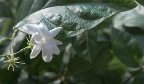 Jasmine flower in bloom, symbolizing purity and grace in nature Stock Photos