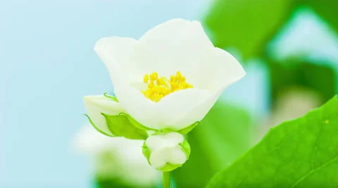 Jasmine flower blosoming Vidéo 46523371