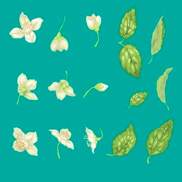 Jasmine Flower Branch Vector Realistic Graphic Set Stock Illustration