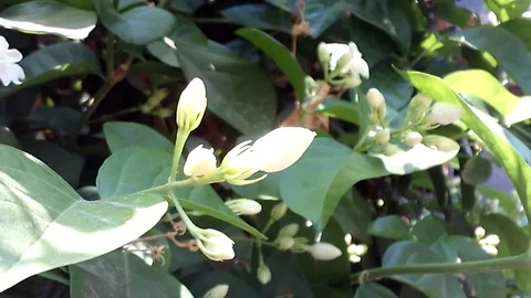 Jasmine flower buds on the tree Stock Footage 119865307