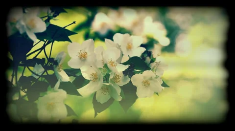 Jasmine flower called the "king of all flowers" Stock Footage 33819111